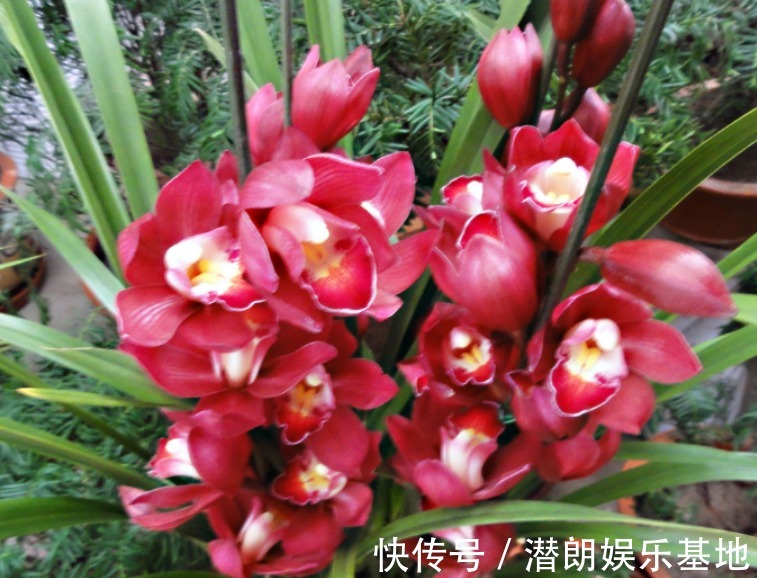 船花|4种“财运花”,漂亮贵气又好养,聚福纳财,新的一年财运旺!