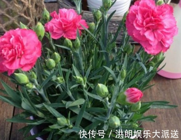 康乃馨|新手养花,不如养盆花中精品“康乃馨”,花朵雍容富丽,绚丽娇艳