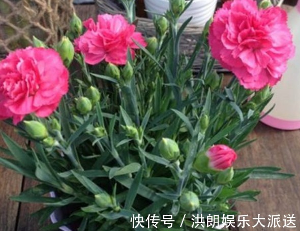 康乃馨|新手养花，不如养盆花中精品“康乃馨”，花朵雍容富丽，绚丽娇艳