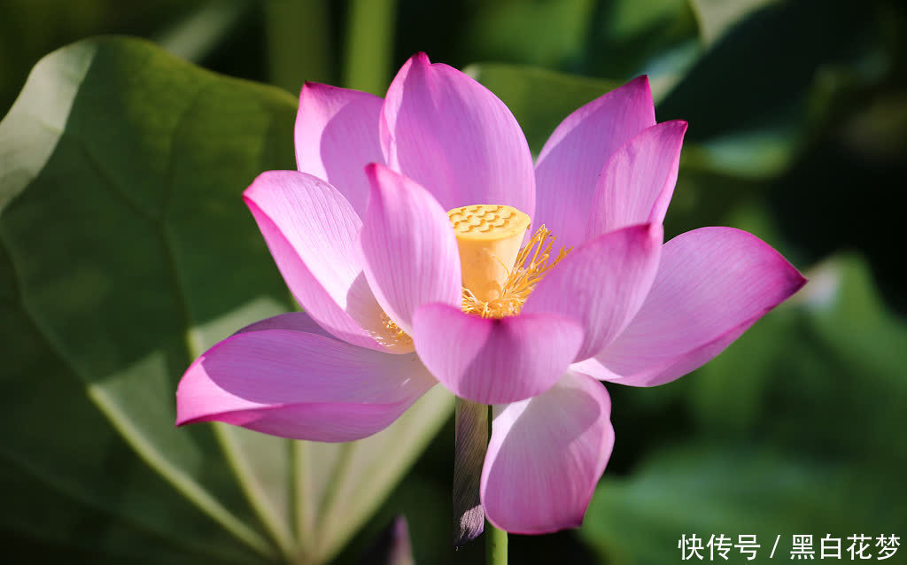 荷花|广西柳州：芒种到 荷花绽放正艳