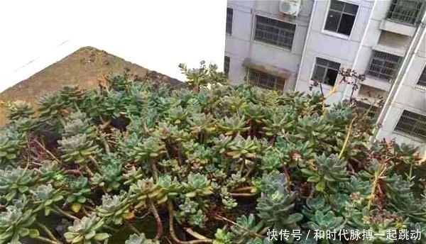 这里的多肉不要钱,长在房顶瓦缝里,还是漂亮大老桩