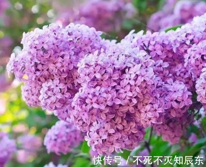 冬天养花试试四款花,花开香飘溢满屋,阳台变温馨花园