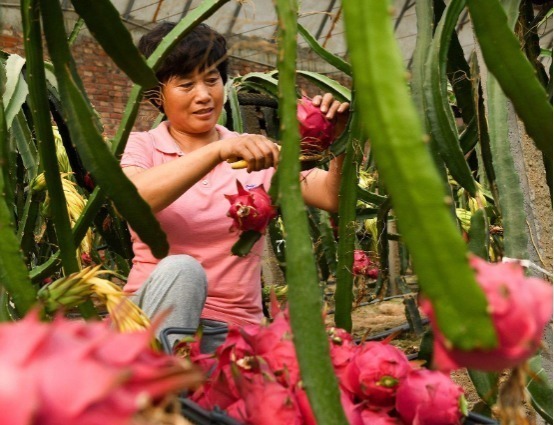 糖尿病患者|糖尿病“害怕”4种水果,再没钱也要吃,让血糖稳定,远离并发症