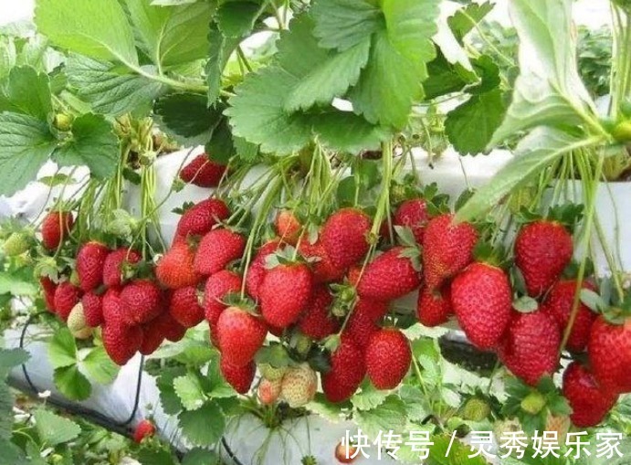 吃水果留“1勺子”，埋盆里，10天成盆栽，来年果子挂满树！