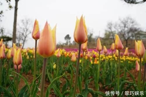 中年|快来洛南“郁”见春天这里千万株郁金香进入盛花期,像一道道彩虹