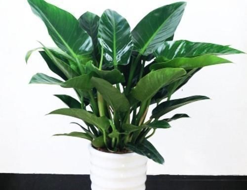 4种“招财花”,喜不喜欢都要养,家里放一盆,财运自己送上门