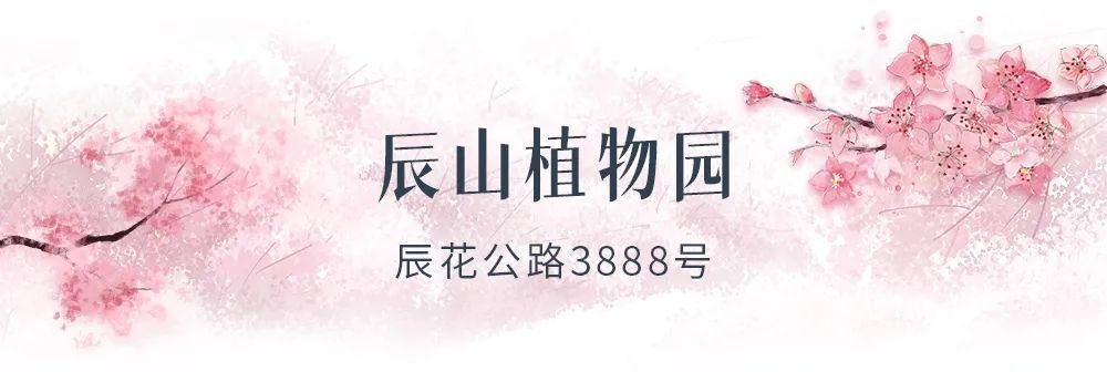 边境|叮咚，你有一份樱花海等待查收