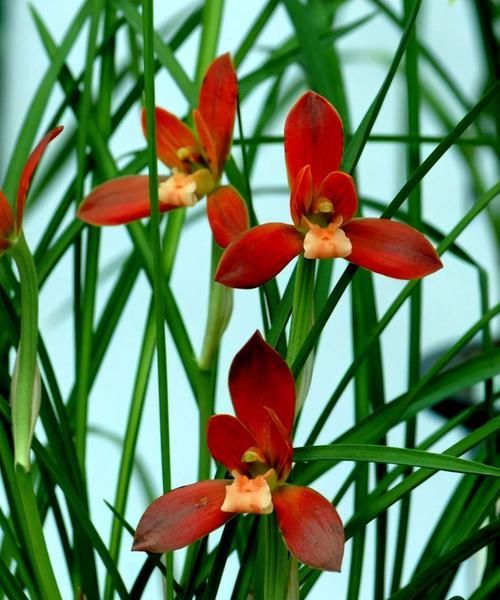  被誉为|此兰开花后自带仙气，一年花期200多天，被誉为“国兰第一红”