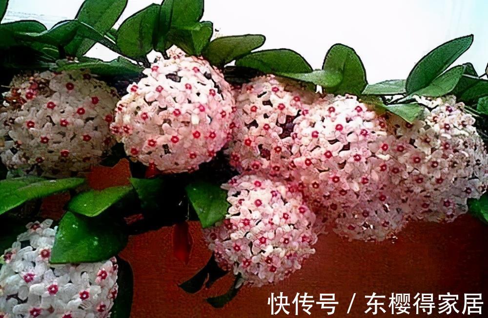 花卉|天热后,家里这些花要搬到阴凉处,否则黄叶烂根只剩个空盆