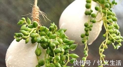 这些花卉比绿萝好看太多了，而且好养活爆盆快，后悔现在才看到！