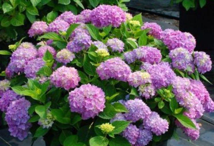 家里几款花卉,迷人的花朵,开满整个花盆,新手也能养很好