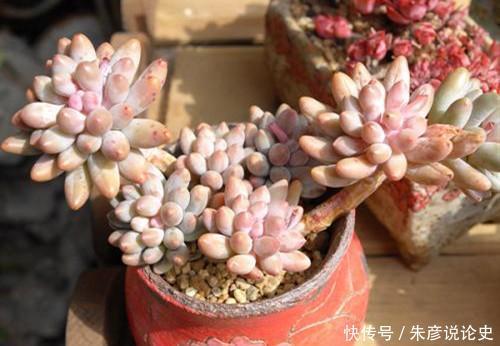 3种多肉植物，号称“爆崽小能手”，晒一晒上色美，容易群生爆崽