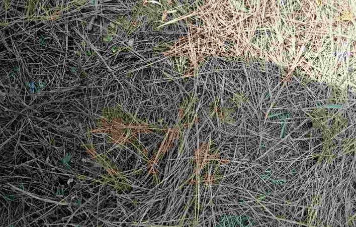 野外随便捡回家的松针，需要经过哪些“加工”才能养花补肥