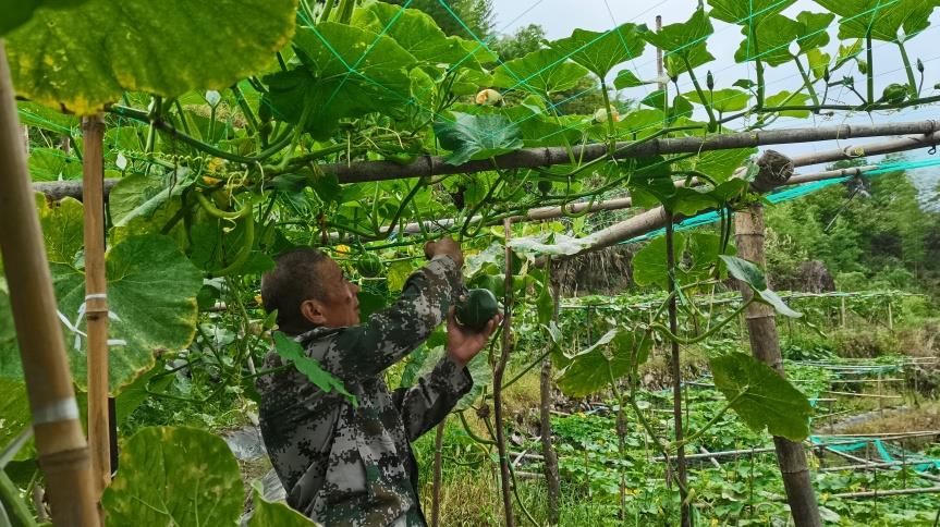 南瓜|粉糯香甜的南瓜“新秀”!龙泉市城北乡的贝贝南瓜喜丰收~