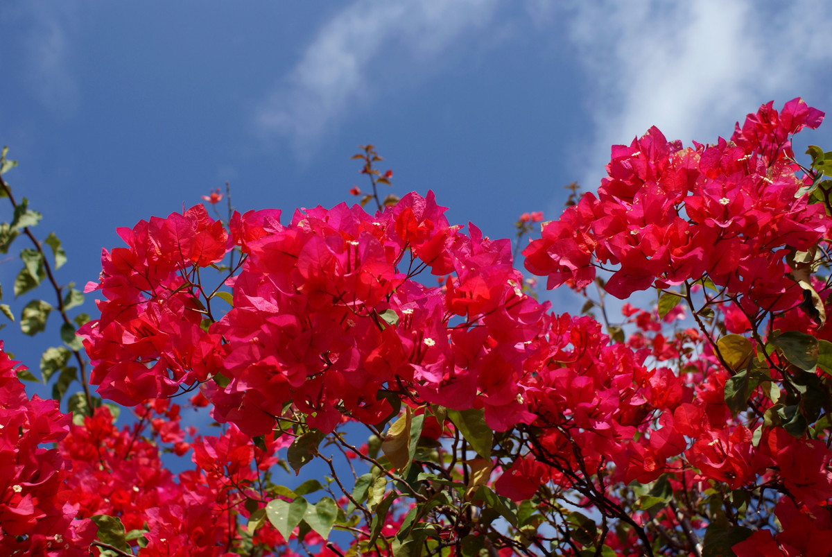 三角梅打顶后分枝少那就让三角梅换个姿势养，分枝多又壮