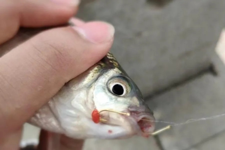 冬天太冷,大板鲫难道就不吃钩?果断尝试这3招,一竿一条上不停