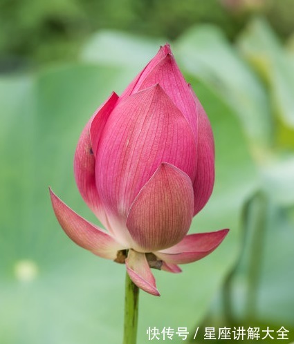 日子|8月下旬开始，4属相桃花运旺，越努力越幸运，日子红火