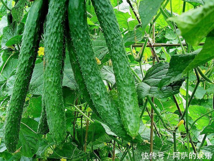 冬天养生要会吃,常吃三种食物,软化血管,降压减脂,好处多多