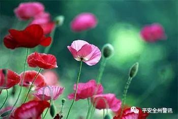 别乱种“菜”了，全州有两人种“菜”1300余株被依法处理