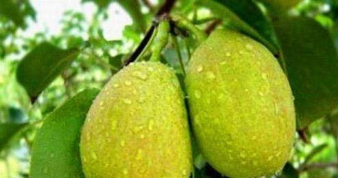 美容养颜|人到中年，几种食物离不开，美容养颜，滋润身体，早知早受益