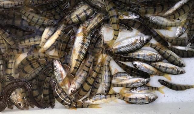 这种鱼体型娇小,藏于深山老林急流中,仍躲不过60元1斤端上餐桌