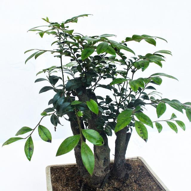 世界上最贵的3种盆栽,一盆可以换好几栋别墅!你见过就算土豪