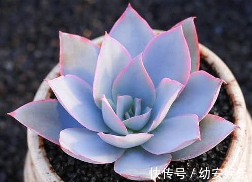 多肉广寒宫怎么养更漂亮,教你3个小妙招,养出绝美的广寒宫