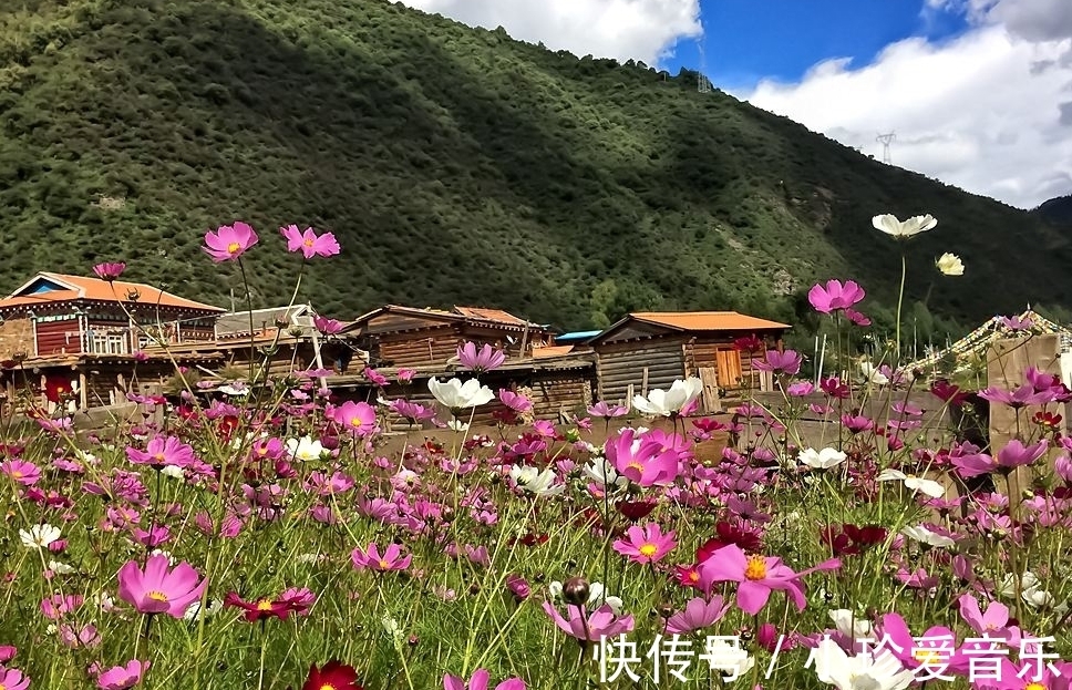 格桑|格桑花这么美丽，真好看，你知道格桑花什么时候开？花期多长？