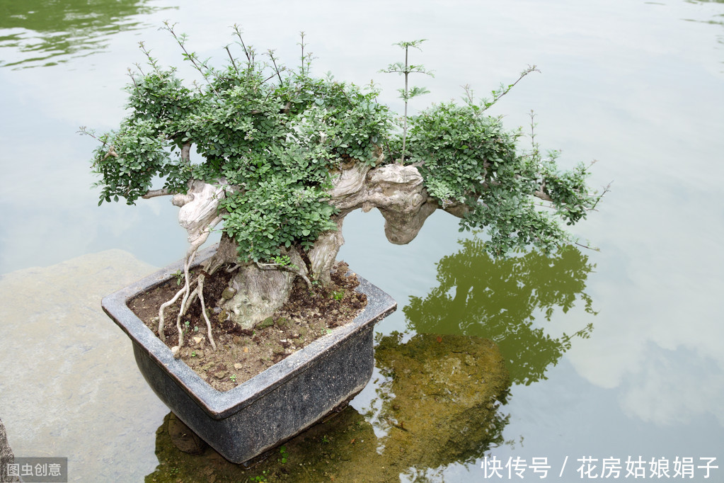 施肥|树木盆景是怎么矮化的？8个方法助你的盆景成为“活着的艺术”