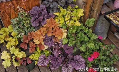 好养|4种叶子花,比绿萝好养,比吊兰好看,是家庭盆栽佳品!