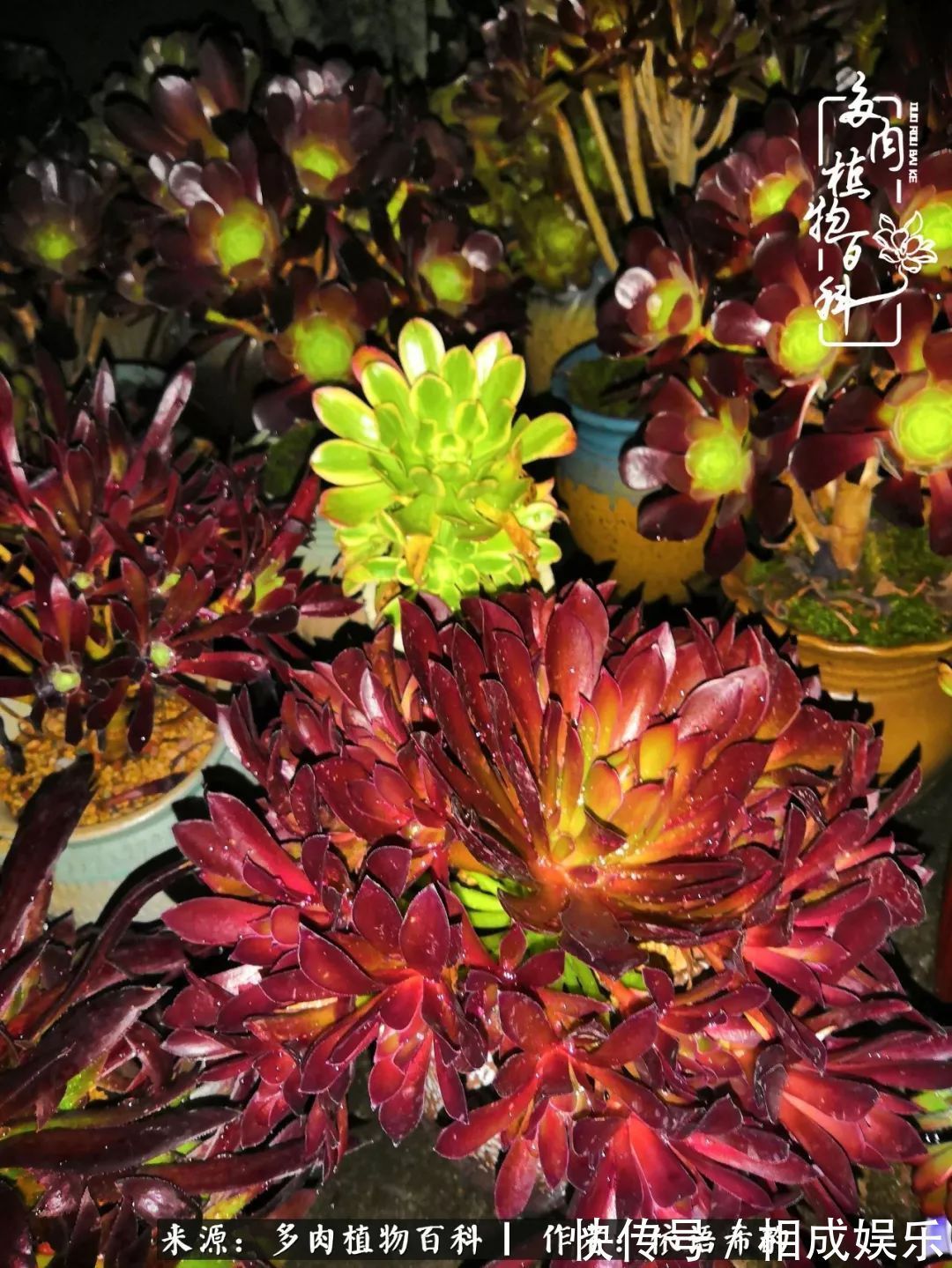 何以解忧,唯有多肉!目光所及,皆是喜欢!