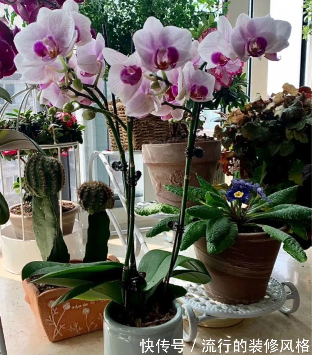 君子兰|8种花夏天不能买，买回来就死，白浪费钱