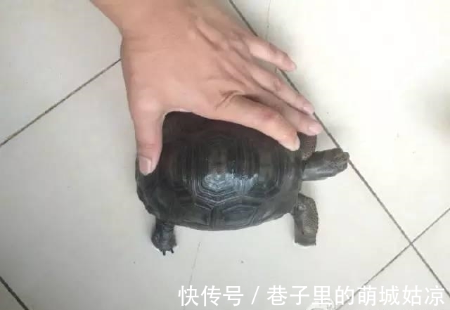 王昱珩|被《人民日报》表扬，1000万姑娘都想嫁，他将家变成热带雨林