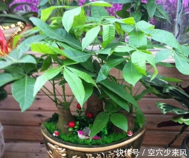 室内|发财树养护3要点,缺一不可,1个做不好,室内都难养好发财树