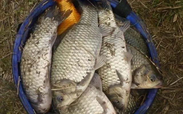 网工|水广鱼稀,只要用上这些方法,不愁钓不上鱼!