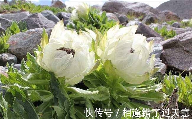 第一次养花,就养一盆“名贵之花”雪莲,花型奇特,富贵雍容