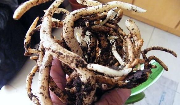 2种“废水”家家有,处理之后来浇花,根粗叶绿,半年不用施肥