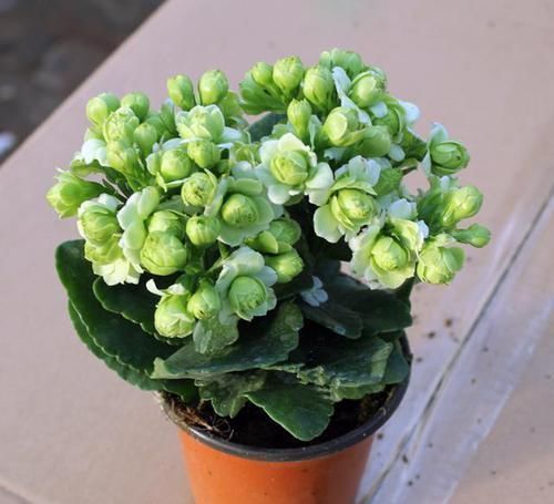 最罕见的花卉，花色新奇，好养易活，是一款爆盆神器，值得拥有