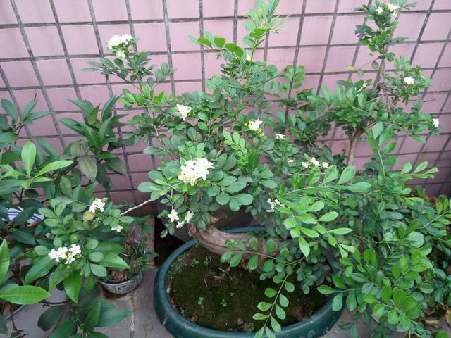 九里香|阳台养一盆它,比桂花栀子花还香,教你“3招”,长成盆景开满花