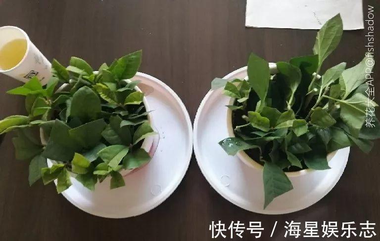 扦插|9月养花，6件事趁早做，下半年进入疯长模式！