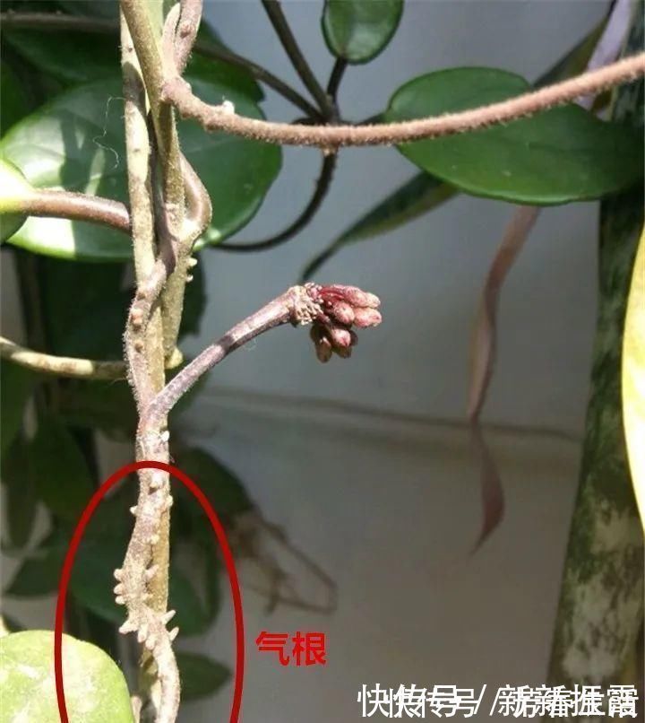枝条|茉莉花扦插有机关，砍这一段枝条，插土里3天就活