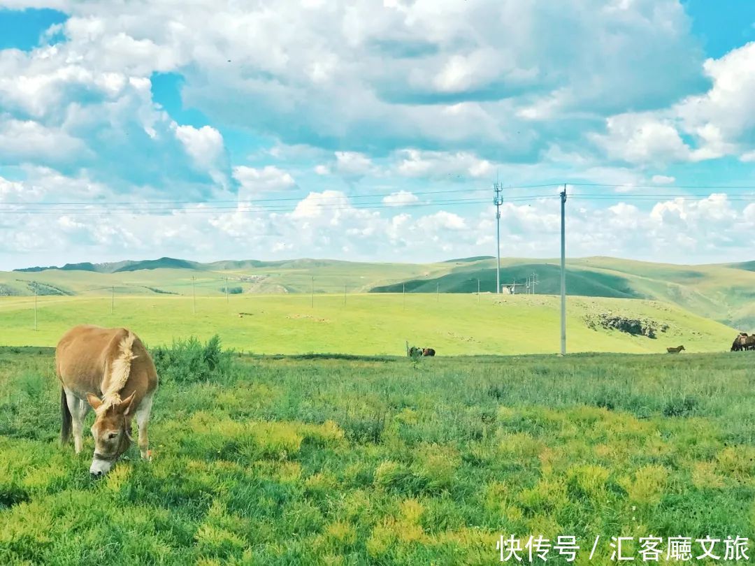 樟子松|这个夏天，我劝你一定要去一次内蒙古 ！