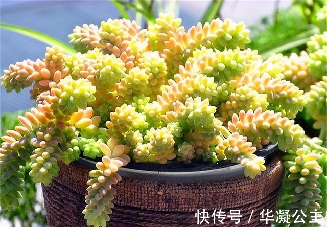 这“三多肉”是超生游击队,撸叶又冒一大片,小半年养成肉墩子