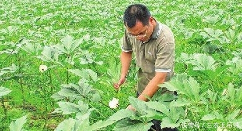 黄秋葵健胃护肠，让更优质美味的黄秋葵上市，仅需做好三点