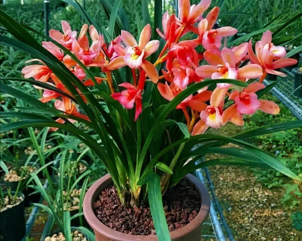 花卉|盆土表面出现“白色晶体”,赶紧换盆换土,不然花卉黄叶长不好