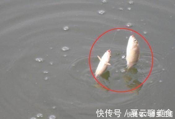 鱼窝有鱼却不咬钩30年老钓友教你个绝招,让你提竿到手软