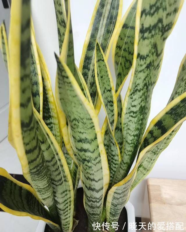 有助于身体健康的三种花,家里务必放一盆