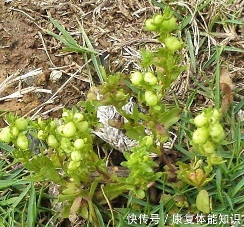 山中这种“植物”，以前当粮食，如今才知是“接骨草”，珍贵！