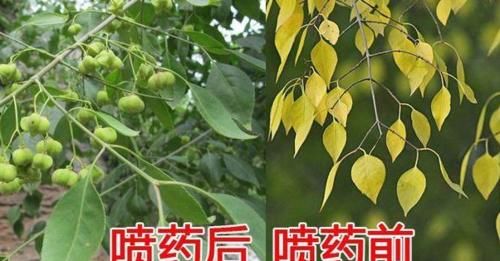 植物叶子缺铁性发黄怎么办？它的效果是硫酸亚铁的500倍