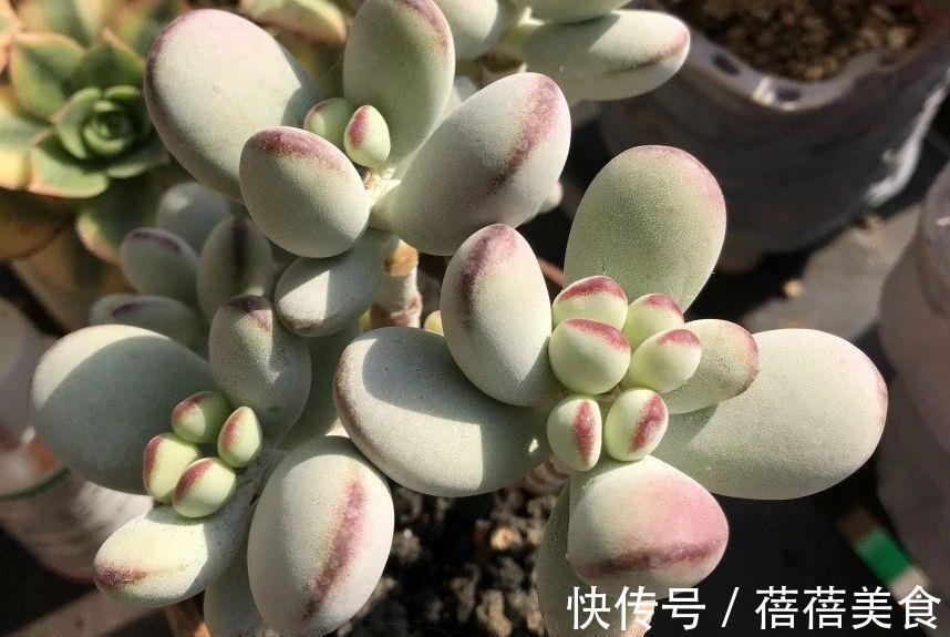 浇水|乒乓福娘如何养的滚圆可爱,除了品种要正,这些也很重要